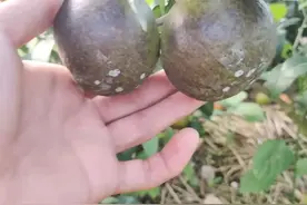 “非洲乌柑”是什么柑橘品种？出现的话怎么办？图片