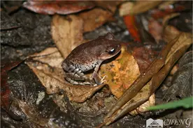 还分不清青蛙和癞蛤蟆？谁腿长，谁是青蛙！图片