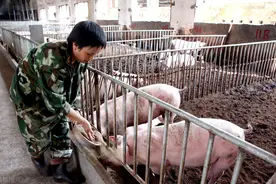 养猪50头以下不需要环评图片