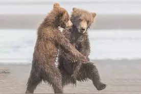 会跳舞的动物实在是太魔性了，笑喷了图片