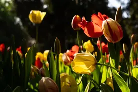 北京中山公园失败的相亲角之旅图片