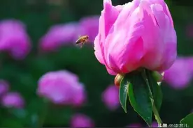 妻子不顾丈夫反对，执意和异性朋友自驾游，回家后变得一无所有图片