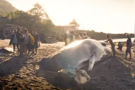 印尼最后的捕鲸部落：一天1头抹香鲸和10头海豚，价值才到1美元图片