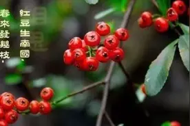 诗词典故：红豆相思——相思竟然如此美丽图片