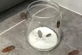 【关注】家里蟑螂成灾！踩死？烫死？喷死？是时候介绍真正的灭蟑技术了！图片