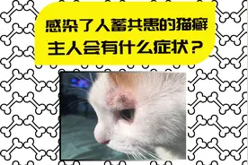 【医知宠】摸完猫，皮肤又红又痒？你可能得了猫癣视频封面