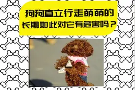 狗狗是四脚兽，训练它直立行走是很萌，但更是在虐待它视频封面