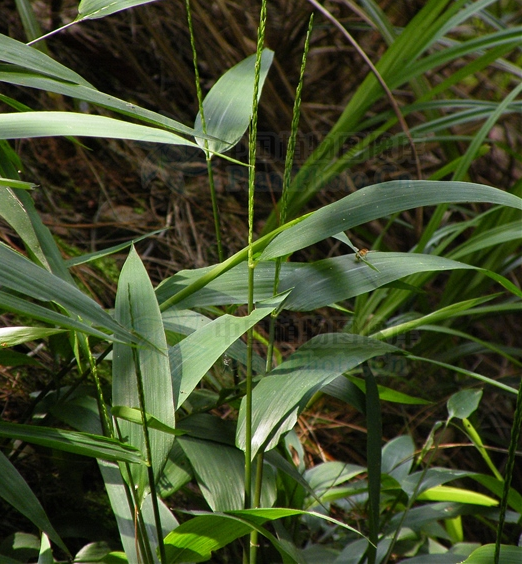 中药竹叶,竹茹,竹沥,竹黄,您分得清吗?