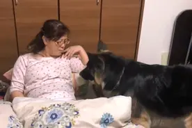 女主养了德牧后，枕头下总要藏包零食，主人：算是威胁吗？图片