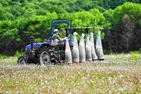 小小蒲公英，变成致富草图片