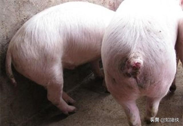 猪互相咬尾巴或咬耳朵是什么原因？9个应对措施帮您消灭此病