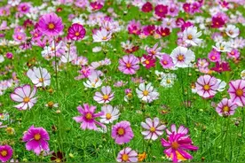你相信吗？摇曳多姿的格桑花能让你实现切花自由图片