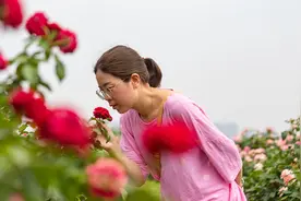 盛夏，成都漫花庄园700余种欧洲玫瑰竞相绽放，走起图片