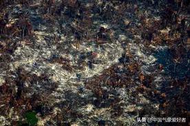 卫星对准巴西，亚马逊雨林竟浓烟滚滚！“地球之肺”危机重重？图片