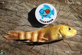 辟谣！水体硬度是养鱼最没用的指标？详解硬度在鱼缸里的三大妙用图片