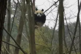 成都熊猫基地的滚滚“阿宝”和孔雀“沈王爷”图片