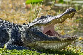 美国女子抚摸鳄鱼，被拖入池撕咬中身亡，死前大喊“再也不敢了”图片