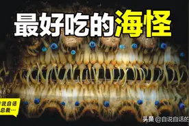 蛤、蚶、蛏、蚝、蚬有什么区别？这是一群美味海怪与人类的故事图片