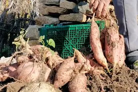 保存红薯时，牢记2个重要因素，不长黑斑不腐烂，明年春天更香甜图片