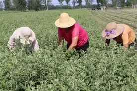 种植一次，收获多年的药材有哪些？这里有你有知道的答案图片