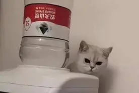 喵，变个魔术给你看，你说厉害吗？图片