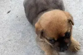 主人刚领养的小土狗，隔天肚子就宛如“气球”，送医院后被骂哭了图片