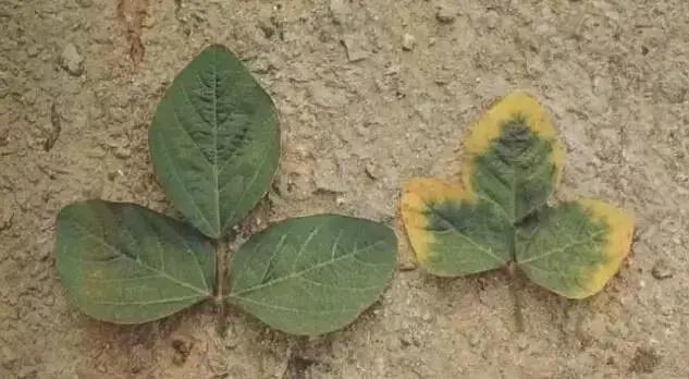 銆屽啘鍖栫鏅€嶆鐗╃己绱犲師鍥犲強 妞嶇墿缂虹礌鐥囩姸瀵圭収琛? onerror=