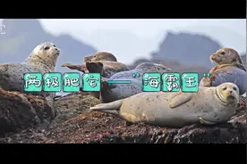 两极肥宅——海霸王图片