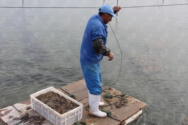 野海参和养殖参的区别 野海参和养殖参的区别是什么 野海参和养殖参的区别 野海参和养殖参的区别是什么