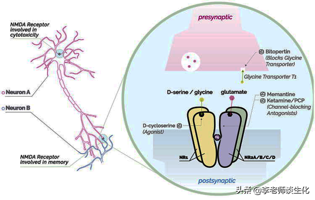 氨基酸的脱氨与氨基酸氧化酶