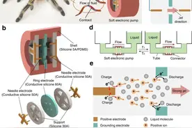 浙大研发世界首个可自愈“机器心脏”，灵感来自蜘蛛心脏 | 专访图片