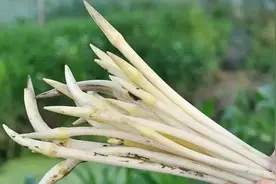 入夏前的时令菜，爽口脆嫩又鲜美，兼具清烦热，止呕渴食用疗效~图片