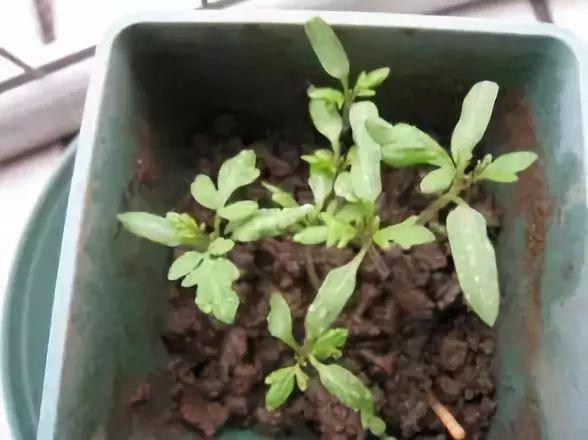 5类杀菌剂使用不当，最容易误伤作物！你会正确使用它们吗？