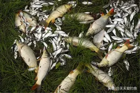 钓大鱼的季节到了，分享一些自制窝料配方，打窝后水下如“开锅”图片