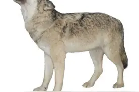 大饿狼要吃七岁顽童，被顽童用一根烧火棍打死图片