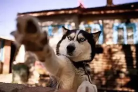 怂恿我养“哈士奇”的朋友，我们绝交吧图片