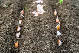 秋季种植大蒜，播种时间、深度、株行距你了解多少？别搞错了图片