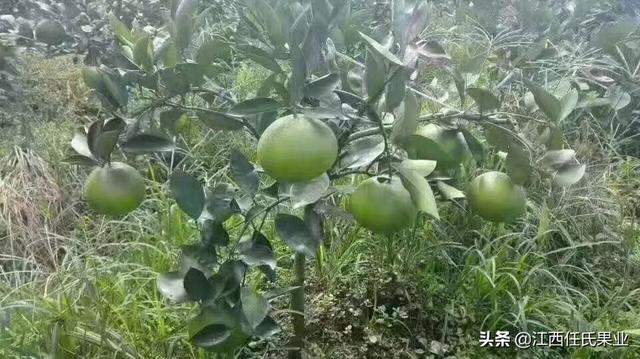 泰国青柚国内种植发展趋势！发展前景怎么样！潜力空间有多大