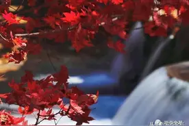基金新物种来啦图片