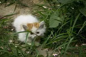 三分之二的流浪猫熬不过冬天，冬季如何照顾这些流浪猫咪？图片