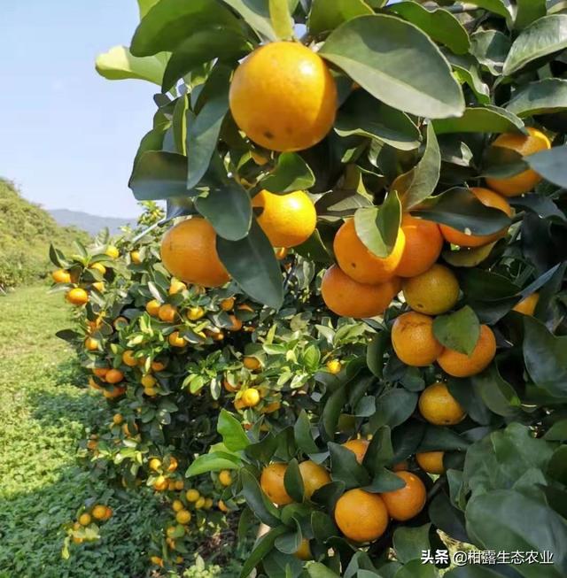 莫老师分享：柑橘着色增甜6大技巧