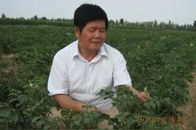 防控结合精准防控马铃薯晚疫病图片