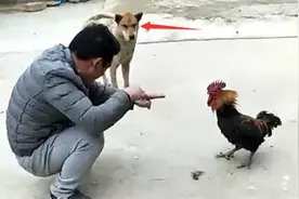 铲屎官跟只鸡在一旁玩游戏，狗狗满脸不屑：难怪你一直单身图片