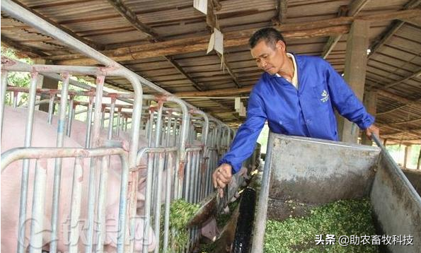 南方养猪种植什么牧草好？猪场为什么推荐种植牧草？