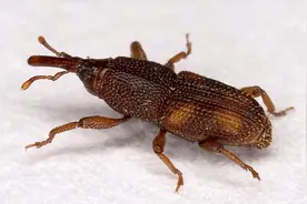 中国储粮的“敌人”！密封包装的大米，为何会生虫？该如何防治？图片