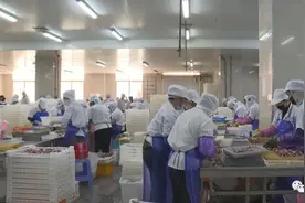 东山海之星集团：招引扩产 练就远洋鱿鱼的变身术图片