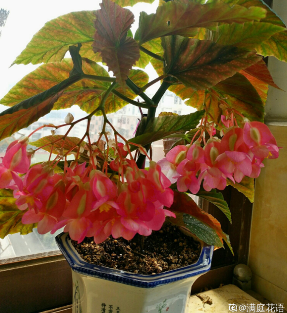 四季海棠夏天怎么养-知画百科