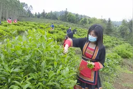 下帅单丛茶飘香 壮瑶姑娘采茶忙图片
