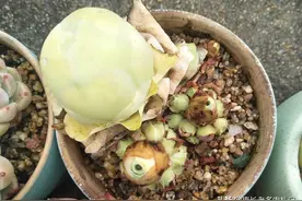 多肉鸡蛋玫瑰夏季茎秆貌似干枯，实际只是木质化了，千万不可扔掉图片