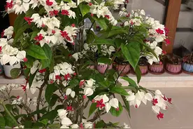 你的阳台还缺花吗？养棵“九龙吐珠”吧，美丽又好养，四季能赏花图片